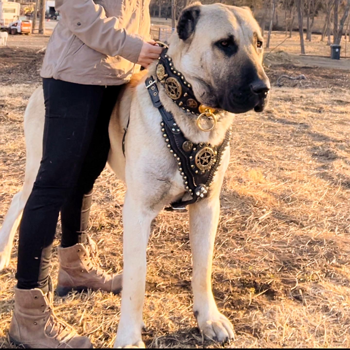 Giant fashion turkish dog